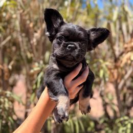 Purple - Black and tan female French Bulldog puppy in Avondale, Arizona from BigDiamondFrenchies