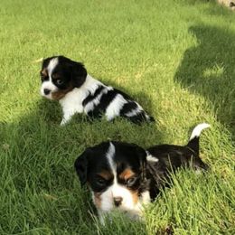 Cavalier King Charles Spaniels from Fuzzy Creek Cavaliers