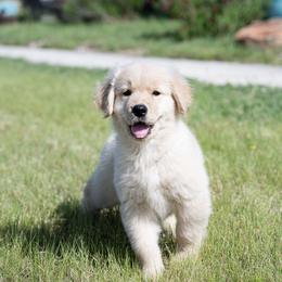 Red - Golden female Golden Retriever puppy in Springtown, Texas from Galvan Goldens