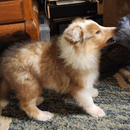Tartan - Sable merle and white male Collie puppy in Nevada, Missouri from Briarwood Collies