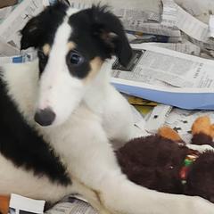 Girl 1 - Black and tan Borzoi puppy in Aiken County, South Carolina from Nirvanah Borzoi