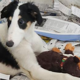 Girl 1 - Black and tan Borzoi puppy in Aiken County, South Carolina from Nirvanah Borzoi