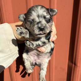 Asha - Merle female Maltipoo puppy in Lebanon, Kentucky from Mosaic Merle Doodles