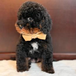 Kol - Phantom male Poodle puppy in Davie, Florida from Dave Poodles
