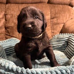 Onyx - Black male Flat-Coated Retriever puppy in Saxapahaw, North Carolina from Banquo