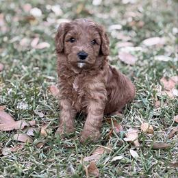 JORDAN - Red male Australian Labradoodle puppy in Austin, Texas from AussieTex Labradoodles