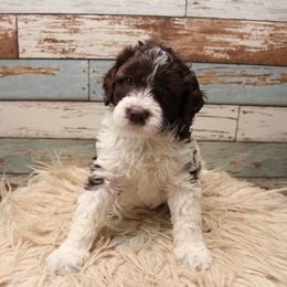 Goldendoodle Puppies from Two Ps in a Pod