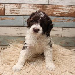 Goldendoodle Puppies from Two Ps in a Pod
