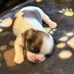 Pugsley - Tricolor male Shih Tzu puppy in Tampa, Florida from Shih Tzus of Kingshyre