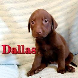 Dilute Retriever and Labrador Retriever Puppies from Clear Creek Kennels