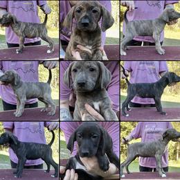 Mountain Cur puppies from Walnut Ridge Mountain Curs