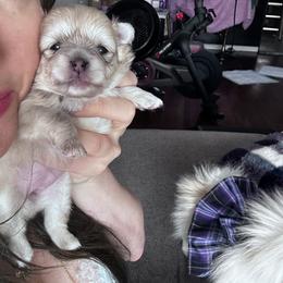 Pomeranian Puppies from Laura Velli