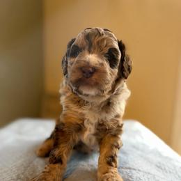 Cowboy - Chocolate merle male Bernedoodle puppy in Carlotta, California from Lost Coast Poodles and Doodles