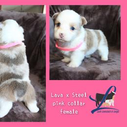 Pink Female - White and red female Pembroke Welsh Corgi puppy in Wayne City, Illinois from Lash Livestock & Corgis