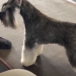 Miniature Schnauzer All Grown Up from Saxony Miniature Schnauzers