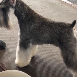 Miniature Schnauzer All Grown Up from Saxony Miniature Schnauzers
