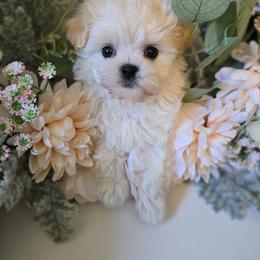 Louis - Cream male Maltipoo puppy in Washington from Mt.BakerPoodles&Doodles