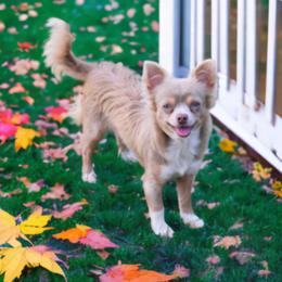 Violet - Chihuahua