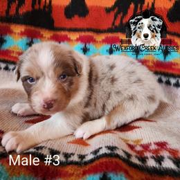 Boy 3 - Red merle male Australian Shepherd puppy in Harpers Ferry, Iowa from Wexford Creek Aussies, LLC