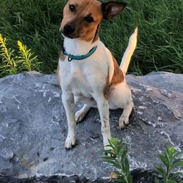 American Hairless Terriers from FLX American Hairless Terriers