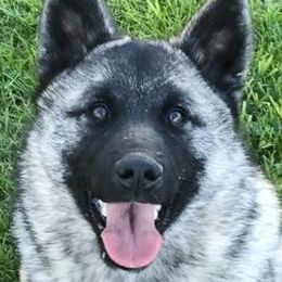 Norwegian Elkhounds from Randi Johnson's Norwegian Elkhounds