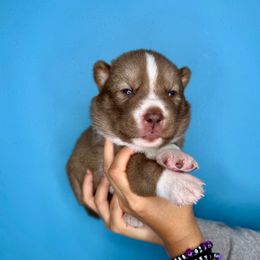 Kodiak - Agouti and white male Siberian Husky puppy in Knoxville, Tennessee from The Siberian Empire