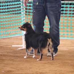 Miniature American Shepherd, Miniature Australian Shepherd, and Toy Australian Shepherd All Grown Up from Best Little Aussies