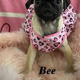 Bee - Fawn female Pug puppy in Hesperia, California from Amatskennel - Stubby Tails Ranch