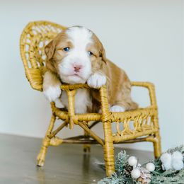 Juno - Red female Bernedoodle puppy in Spanish Fork, Utah from K Brand Doodles