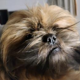 Shih Tzus from Strawn Farm