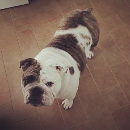 Zobie - English Bulldog