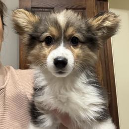 FLUFFY TRI - Pembroke Welsh Corgi puppy from Cooler Farms Corgis