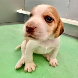 Pumpkin - Tan and white female Beagle puppy in Judsonia, Arkansas from Mayberry Acres Beagles and Basset Hounds