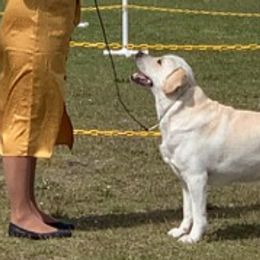 Labrador Retrievers from Scott's Labs