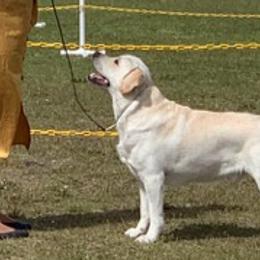 Labrador Retrievers from Scott's Labs