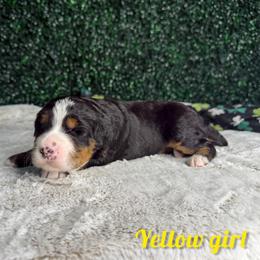 Yellow girl - Tri-color female Bernedoodle puppy in Modesto, California from Two Doods Doodles