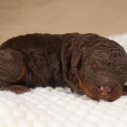 Clyde - Tri-color male Bernedoodle puppy in Palmetto Bay, Florida from SOMIDOODLES