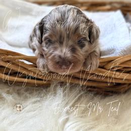 Everest - Mr. Blue - Chocolate merle male Bernedoodle puppy in Tomball, Texas from Wynterwood Doodles