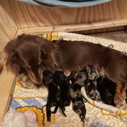 Dachshund Puppies from Foley Dachshunds