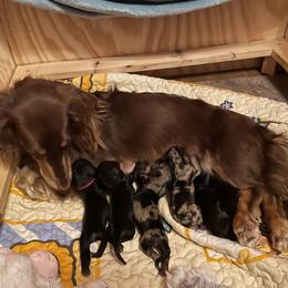 Dachshund Puppies from Foley Dachshunds