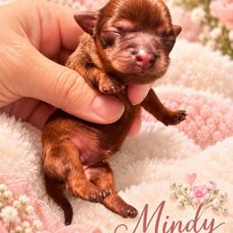 Mindy - Brown female Shihpoo puppy in Cooper City, Florida from Jenny La Bone