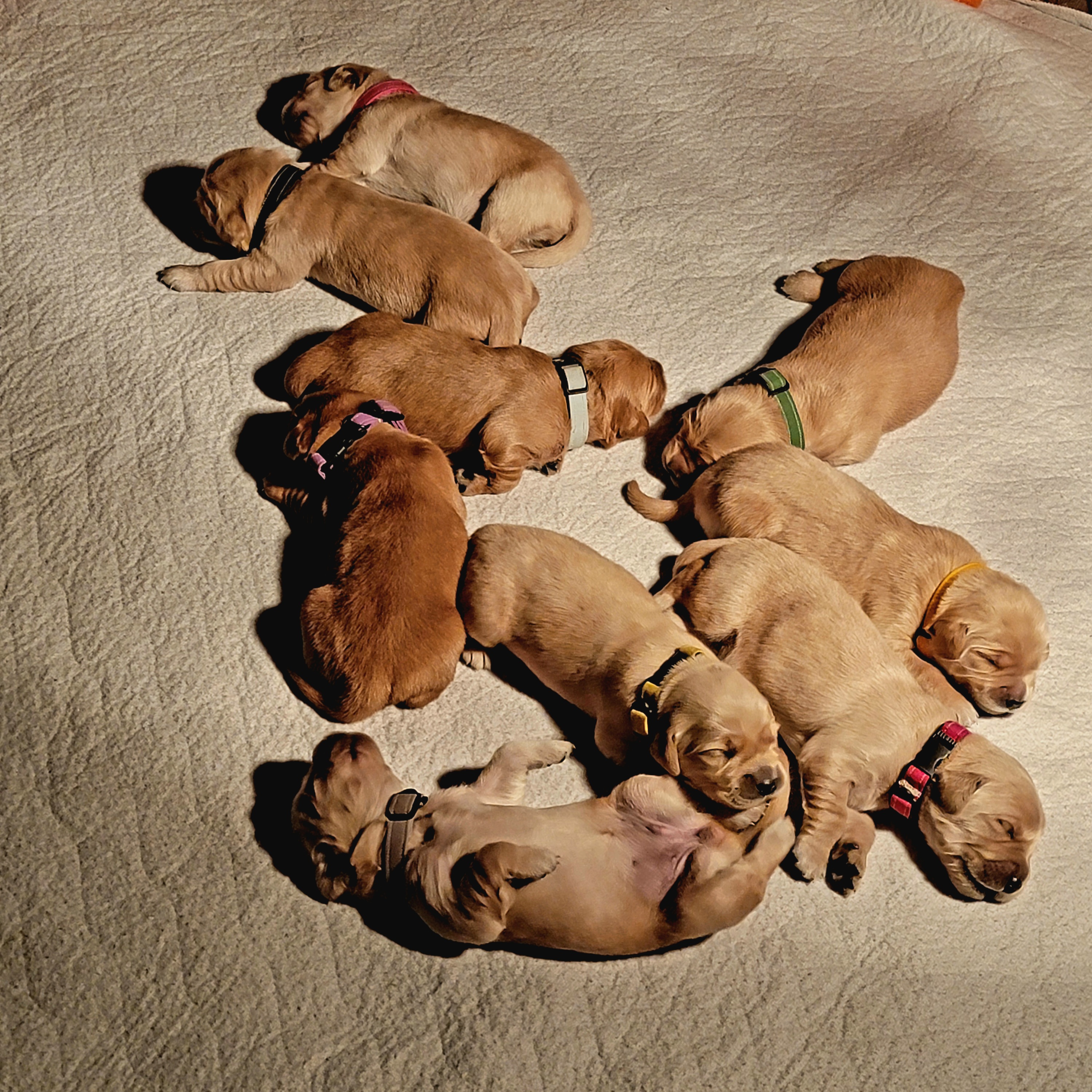 Golden Retriever Puppies from JK Goldens