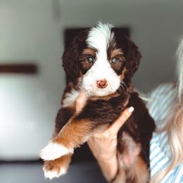 Jet-Ski - Tri-color male Bernedoodle puppy in Jackson, Missouri from Pincksten Family Doodles
