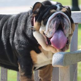 Bulldogs and French Bulldogs from A_Toda_Madre