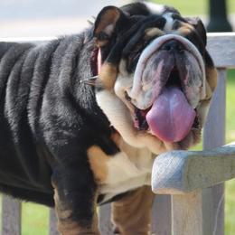 Bulldogs and French Bulldogs from A_Toda_Madre