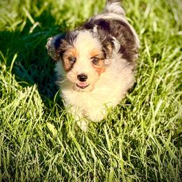Jay - Blue merle male Aussiedoodle puppy in Ohio from Holley Doodles