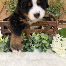 Reed - Tri-color male Bernese Mountain Dog puppy in Redlands, California from Country Feels Ranch