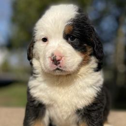Josie - Black rust and white Bernese Mountain Dog puppy in New Haven, Indiana from Milan Berners