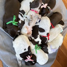 German Shorthaired Pointers from Kerr GSPs