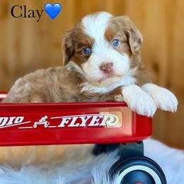 Clay - Red merle male Aussiedoodle puppy in Lancaster, Minnesota from Finney Ranch